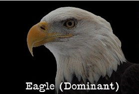 Picture of an eagle
